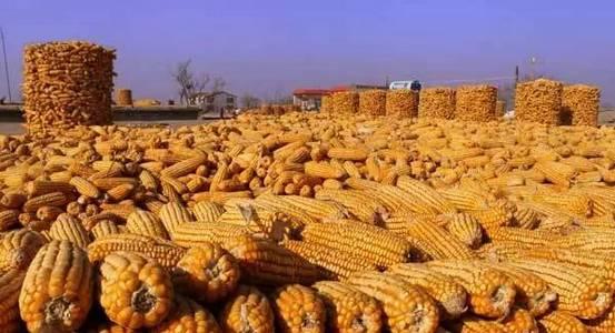 玉米种植时间和方法，春玉米播种时间、生长周期、施肥标准