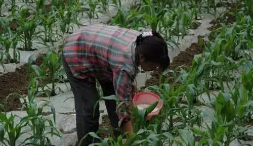 玉米种植时间和方法，春玉米播种时间、生长周期、施肥标准