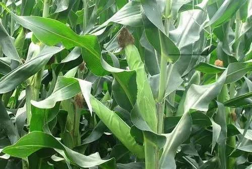 玉米种植时间和方法，春玉米播种时间、生长周期、施肥标准