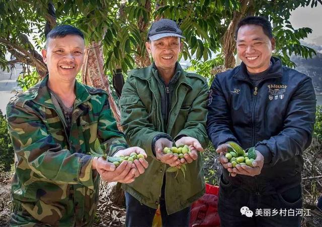 甜橄榄是人工还是自然（白河江畔香甜橄榄挂枝头）