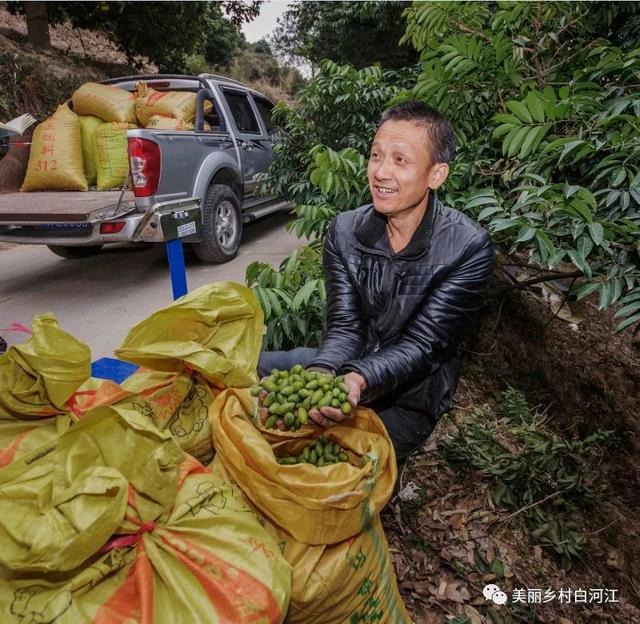 甜橄榄是人工还是自然（白河江畔香甜橄榄挂枝头）