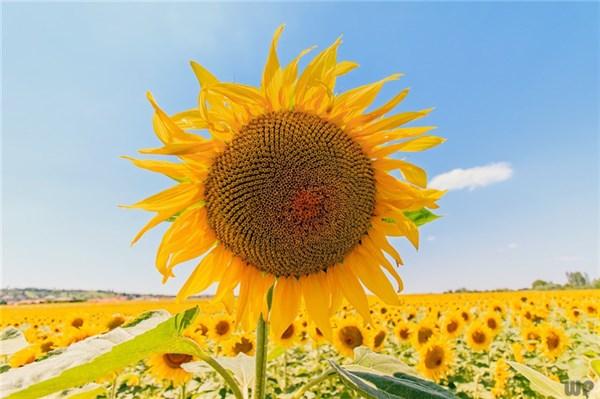 简单干净致自己的句子，简单干净致自己的优美句子（过好自己余生的句子）