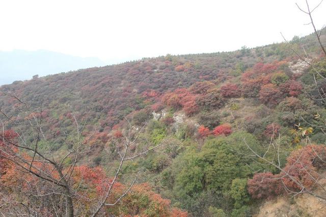 龙头崮红叶谷旅游攻略，蒙山红叶谷龙头崮上大草原穿越赏红叶