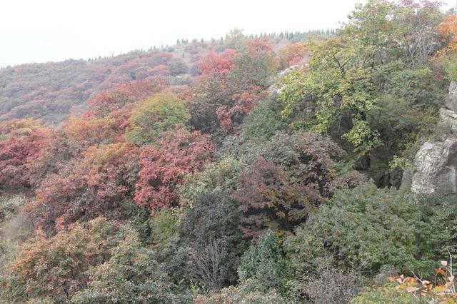 龙头崮红叶谷旅游攻略，蒙山红叶谷龙头崮上大草原穿越赏红叶