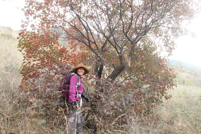 龙头崮红叶谷旅游攻略，蒙山红叶谷龙头崮上大草原穿越赏红叶