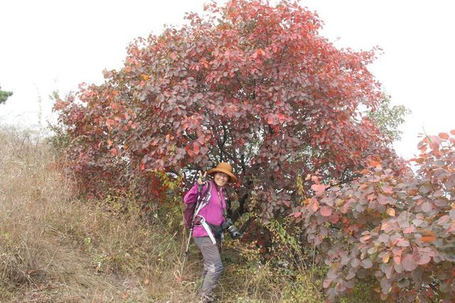 龙头崮红叶谷旅游攻略，蒙山红叶谷龙头崮上大草原穿越赏红叶