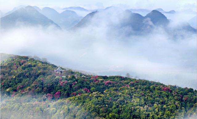 杜鹃花的花语是什么意思呢，杜鹃花要开了......