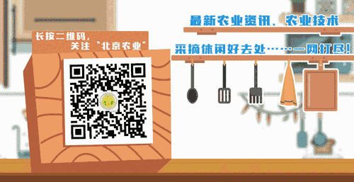 沙葱的功效与作用，沙葱是不是就是野韭菜（世园会·百蔬园丨百种时令蔬菜）