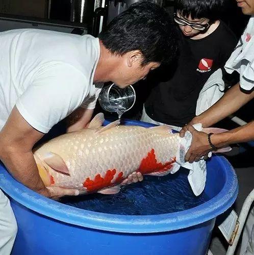 如何繁殖锦鲤，观赏鱼锦鲤怎么繁殖（锦鲤人工受精全过程）