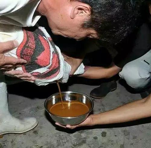 如何繁殖锦鲤，观赏鱼锦鲤怎么繁殖（锦鲤人工受精全过程）