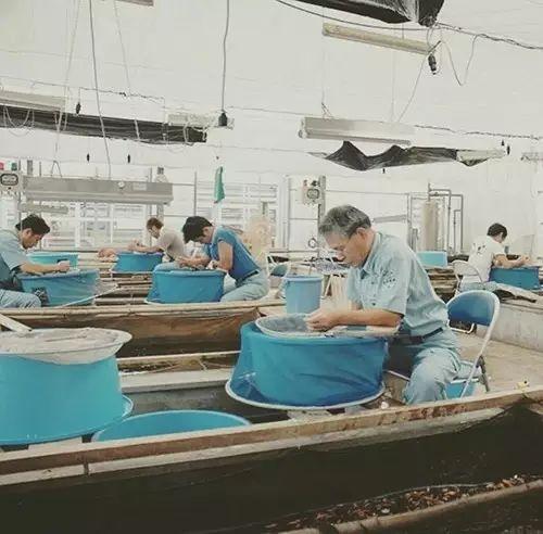 如何繁殖锦鲤，观赏鱼锦鲤怎么繁殖（锦鲤人工受精全过程）