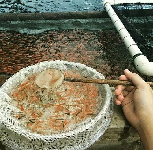 如何繁殖锦鲤，观赏鱼锦鲤怎么繁殖（锦鲤人工受精全过程）