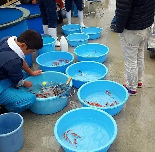 如何繁殖锦鲤，观赏鱼锦鲤怎么繁殖（锦鲤人工受精全过程）