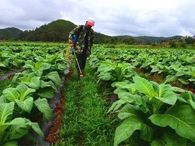 2甲4氯钠除草剂可以杀死哪些草，2甲4氯钠残留期有多久（掌握这些除草剂使用技巧）