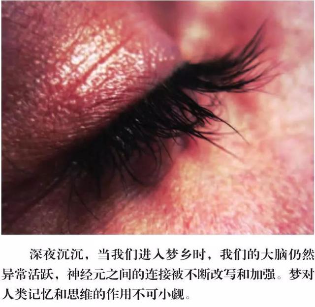 梦见滑雪是什么意思，梦：大脑的夜生活