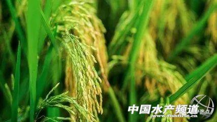 关于青蛙的资料，青蛙的简介（年产6万吨的青蛙为何被列为保护动物）