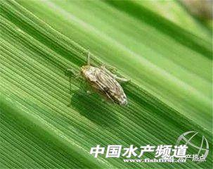 关于青蛙的资料，青蛙的简介（年产6万吨的青蛙为何被列为保护动物）