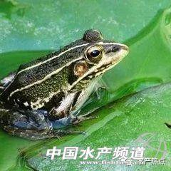 关于青蛙的资料，青蛙的简介（年产6万吨的青蛙为何被列为保护动物）