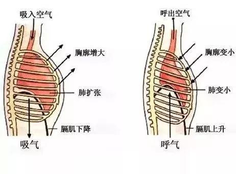 肋骨有几块，肋骨是哪一块（可我只想让她了解一下肋骨外翻）