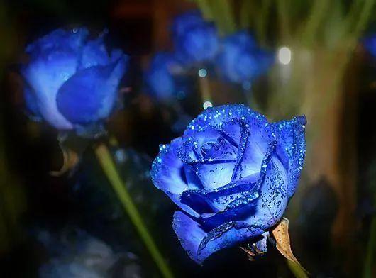 玫瑰蓝色妖姬图片大全图片