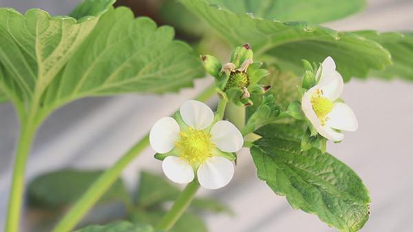 草莓怎么冷冻保存，如何冰冻草莓（草莓苗采用“冷冻”新技术）