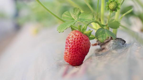 草莓怎么冷冻保存，如何冰冻草莓（草莓苗采用“冷冻”新技术）