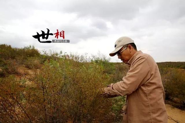 治沙人张应龙事迹，相信神木也有“世外桃源”