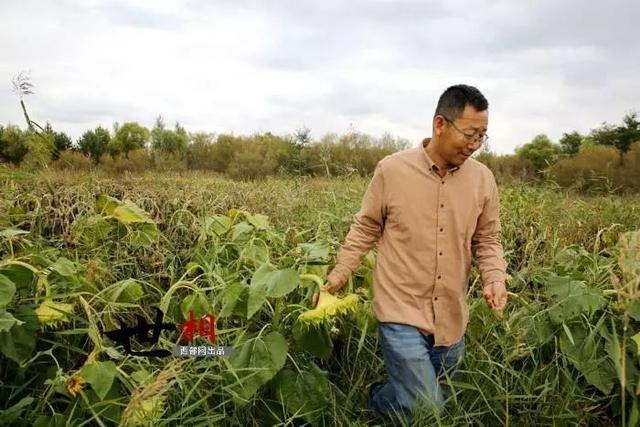 治沙人张应龙事迹，相信神木也有“世外桃源”