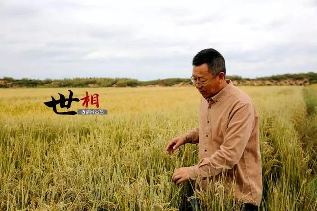治沙人张应龙事迹，相信神木也有“世外桃源”