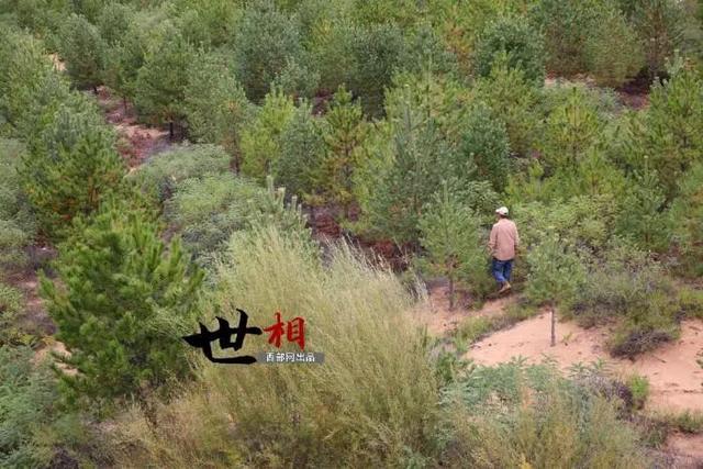 治沙人张应龙事迹，相信神木也有“世外桃源”