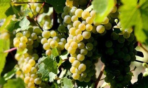 LVMH联合创始人去世，来聊聊你对LV的印象吧（奢侈品帝国LVMH联合创始人去世）