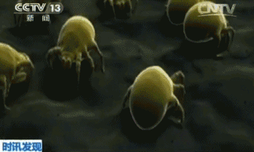 家里如何去螨虫，家里螨虫怎么去除的有效方法（如何正确清除家里的螨虫）