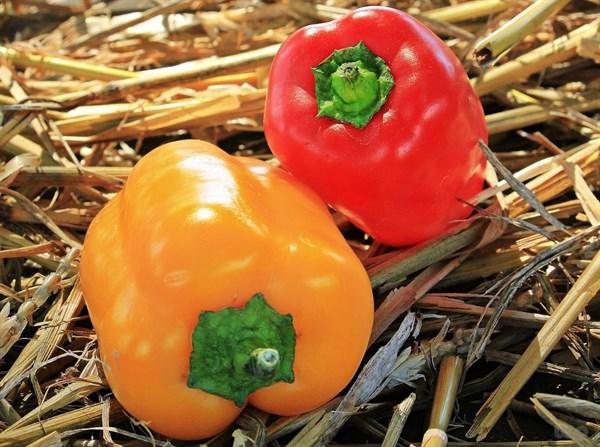 五彩甜椒的功效与作用，甜彩椒的营养价值（彩椒和一宝搭配吃）