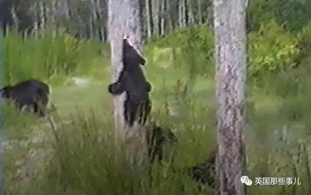 小熊玩偶情侣头像  童话从来不是谎言 它是现实灵魂的救赎微信，小熊玩偶情侣头像  童话从来不是谎言 它是现实灵魂的救赎（人们说她死在熊爪之下……真相却令人心碎）