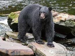小熊玩偶情侣头像  童话从来不是谎言 它是现实灵魂的救赎微信，小熊玩偶情侣头像  童话从来不是谎言 它是现实灵魂的救赎（人们说她死在熊爪之下……真相却令人心碎）