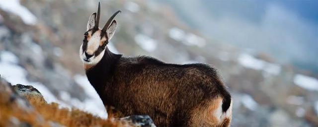 麂皮是什么材质，听说麂皮竟然不是一种特定的皮