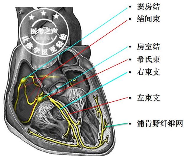 通俗易懂的心电图基础介绍，零基础都秒懂：学习心电图