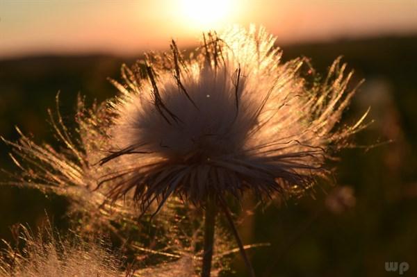 身不由己什么意思，情非得已身不由己什么意思（爱总是身不由己什么意思）