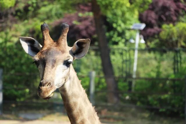 大西几什么意思（小脑斧、墙颈鹿、大蟒鞋……）