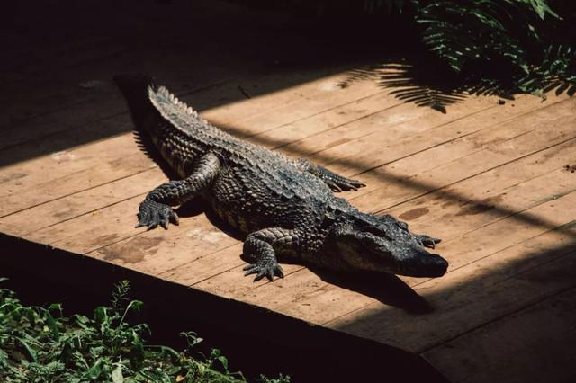 大西几什么意思（小脑斧、墙颈鹿、大蟒鞋……）