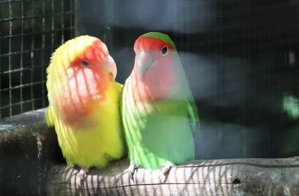 大西几什么意思（小脑斧、墙颈鹿、大蟒鞋……）