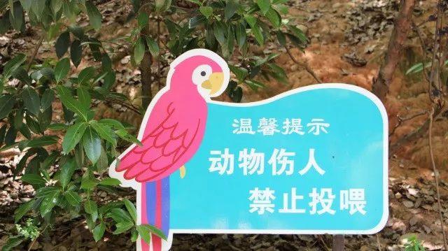 大西几什么意思（小脑斧、墙颈鹿、大蟒鞋……）