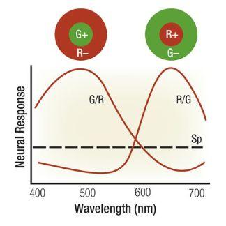 身体轮廓的秘密，脸上皱纹隐藏健康秘密（“维密”超模是如何疯抢C位的）