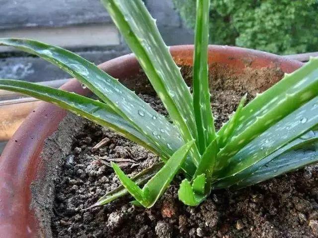 好望角芦荟的功效与作用，好望角芦荟是稀有品种吗（最安全的血管“保护伞”）