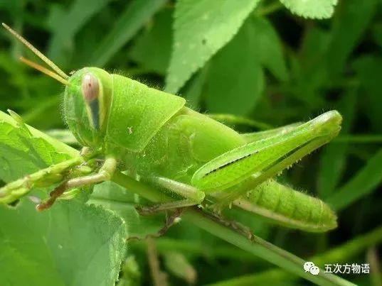 蝗虫和蚂蚱的区别是什么（教你分清蚱、蜢和蝗）