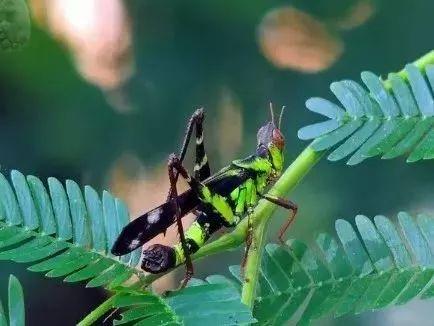 蝗虫和蚂蚱的区别是什么（教你分清蚱、蜢和蝗）