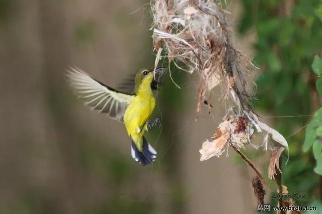 为什么类人猿不可能变成人类，为什么类人猿不可能变成人类了（为什么古猿能演变成人）