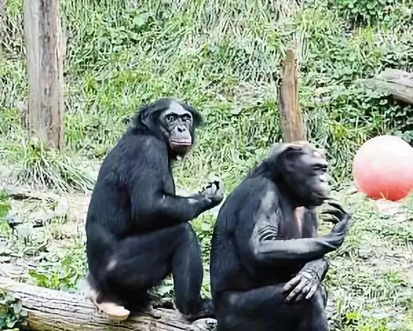 为什么类人猿不可能变成人类，为什么类人猿不可能变成人类了（为什么古猿能演变成人）