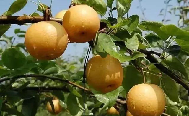 梨膏糖的功效与作用，百草梨膏糖的功效（七代传承流传下来的古法梨膏糖）