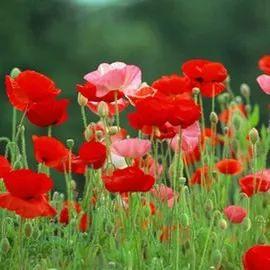 长沙哪里好玩，长沙哪里好玩又好吃的地方（整整二十个免费景点新鲜出炉）